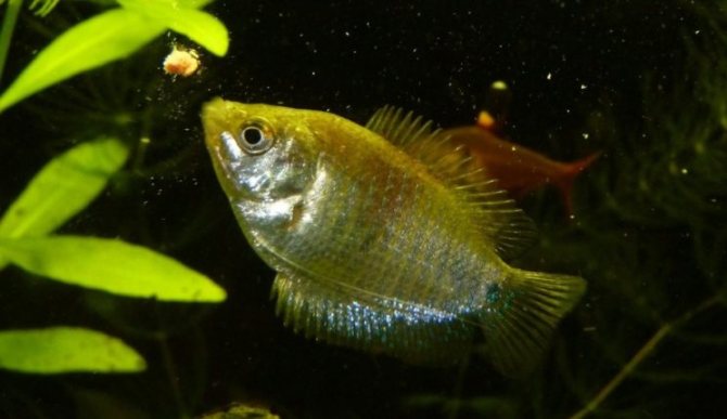 Лялиус: описание, содержание в аквариуме