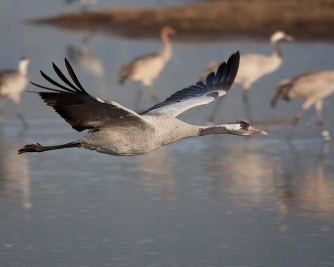 Серый журавль: описание птицы, где обитает, чем питается, разновидности, размножение, интересные факты