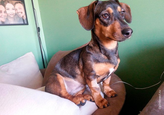 Особенности карликовой и кроличьей разновидности такс