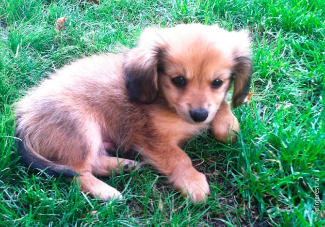 Особенности карликовой и кроличьей разновидности такс