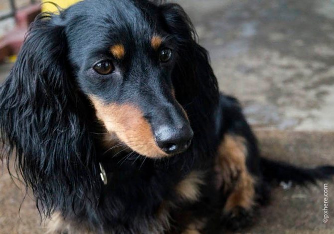 Особенности карликовой и кроличьей разновидности такс