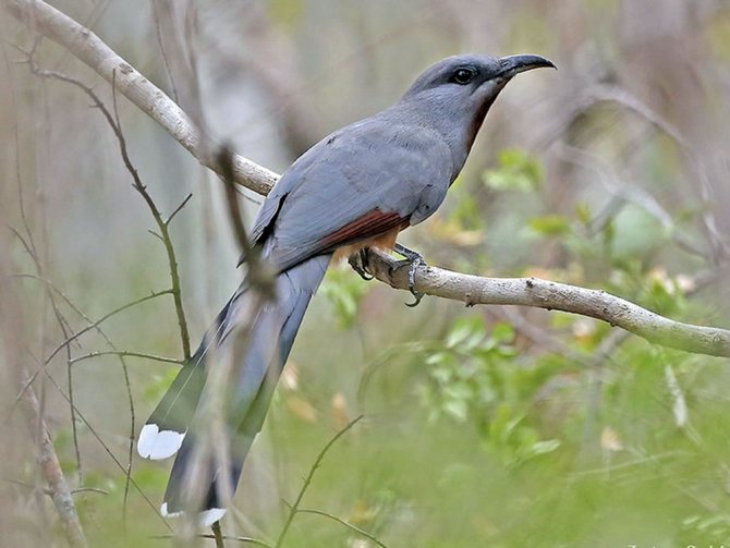 Птица Кукушка: описание, как выглядит, птенцы, приметы