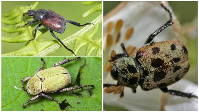 Майский жук: чем питается, сколько живет, хрущ, сколько ног, западный, восточный, внешнее строение, личинка, развитие, среда обитания
