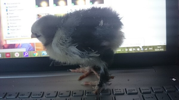 Цыпленок голубой кохинхин 5 дней.