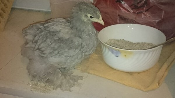 Цыпленок кохинхин 3 месяца.