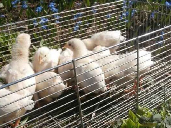 Цыплята Супер Ник на прогулке.