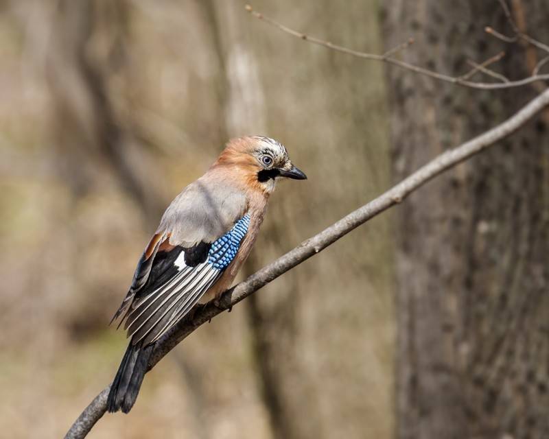 Сойка (фото) – птица, поражающая своим репертуаром