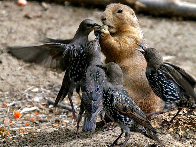 Суслик: описание, где живут, сколько живут, что едят