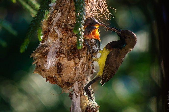 Нектарница: интересные факты о птицах