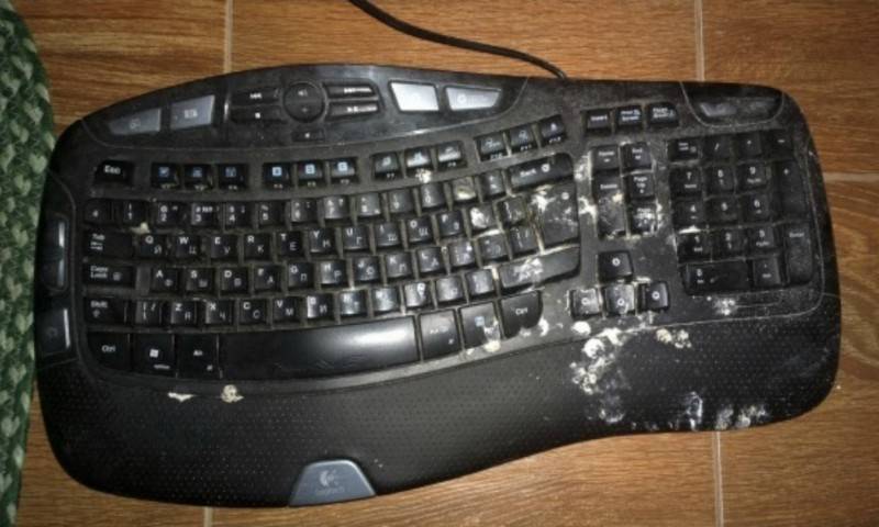 Описание карликовой совы сплюшки и ее содержание в домашних условиях