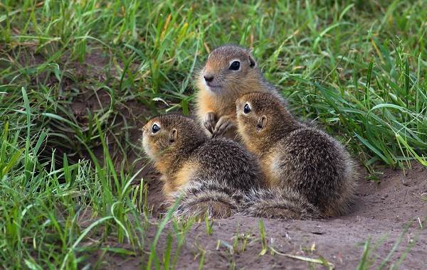 Суслик: описание, где живут, сколько живут, что едят