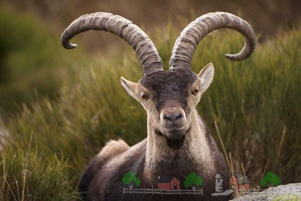 Винторогий козёл: образ жизни, питание, размножение козла мархура