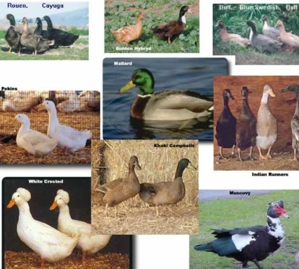 Самые яркие и позитивные виды птиц мира