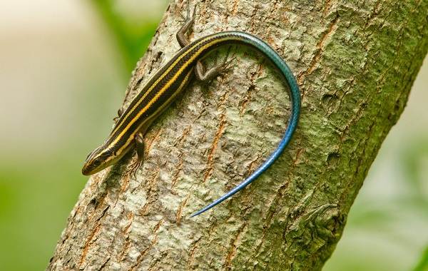 Поясохвост