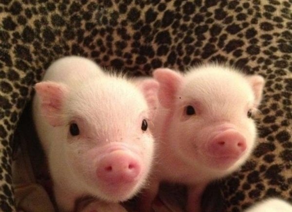 Маленькая декоративная свинка: уход и содержание мини пиги в домашних условиях