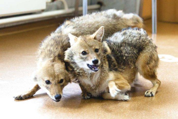 Шалайка (собака Сулимова) — описание, особенности новой породы в России