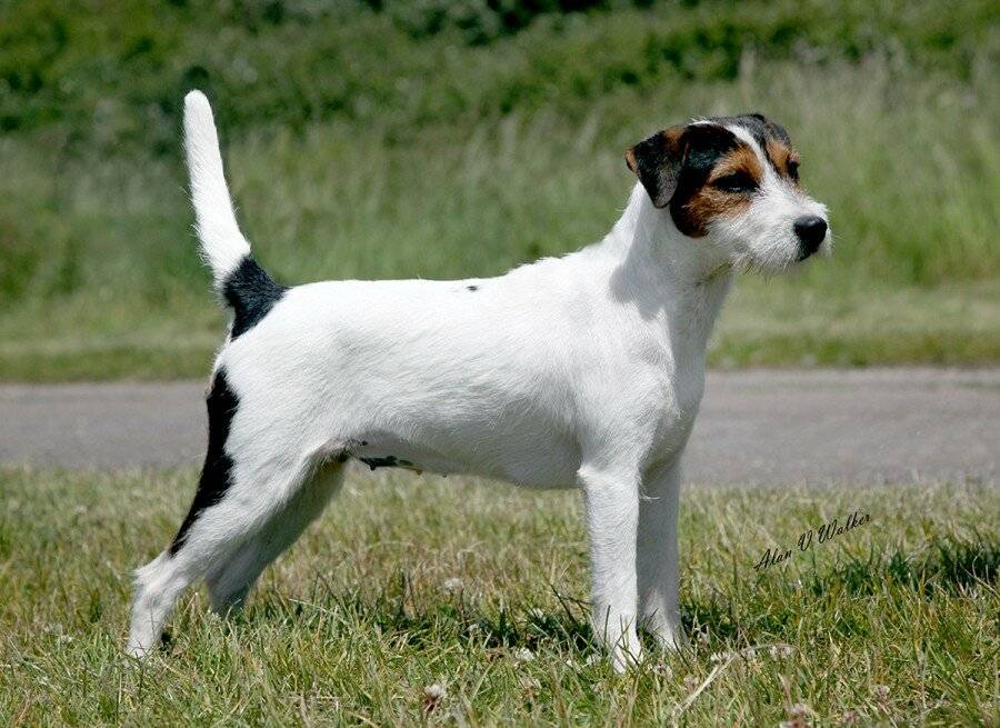 Джек-рассел-терьер: описание породы, характер, уход