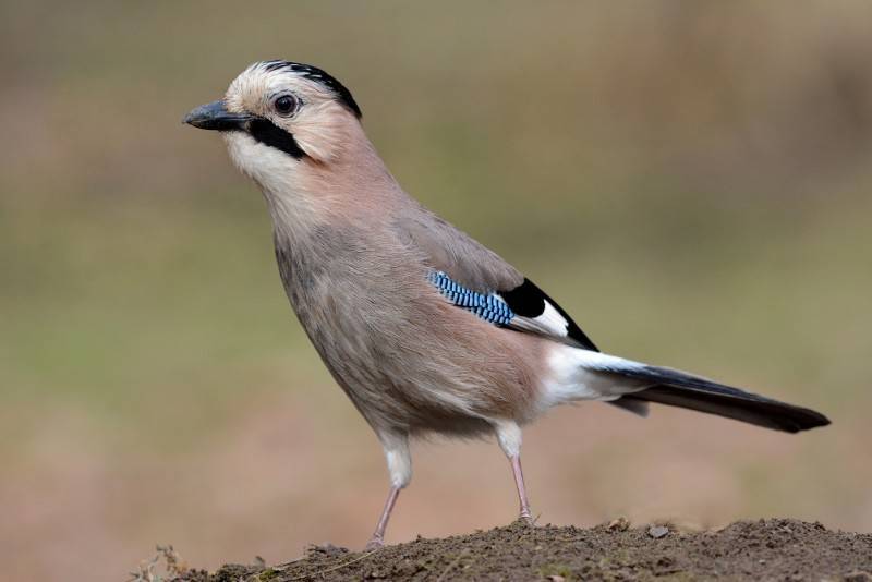 Сойка (фото) – птица, поражающая своим репертуаром
