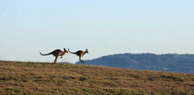Где живет кенгуру, где обитает кенгуру, на каком материке