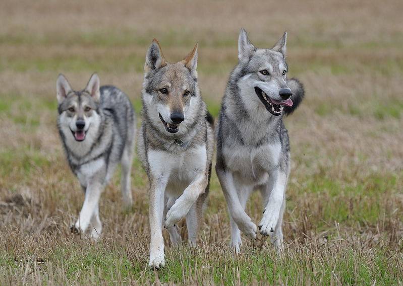 Русский вольфхунд: собака или волк?