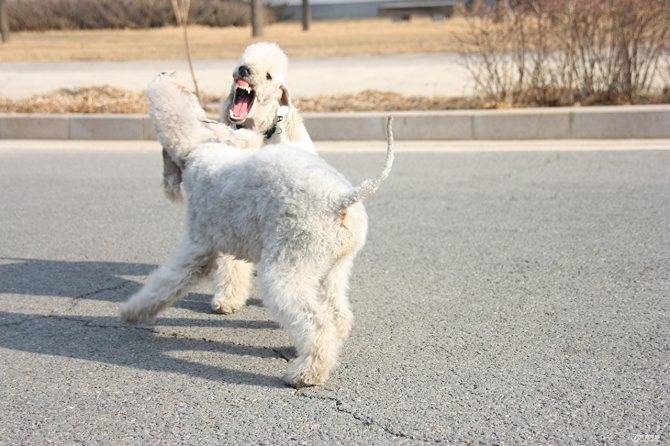 Бедлингтон-терьер: описание породы, внешний вид и характер