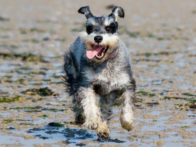 Цвергшнауцер: уход и содержание - как ухаживать за щерстью щенка и не только