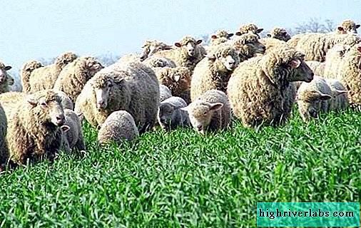 Редкие животные из Красной книги Приморского края — список, характеристика и фото