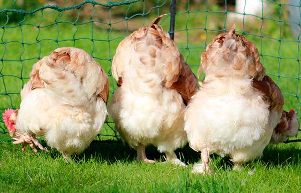 Куры фавероль: описание породы, содержание и уход в домашних условиях