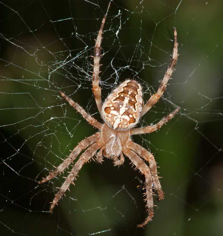 Интересные факты о пауках - анатомия, физиология, размножение, паутина