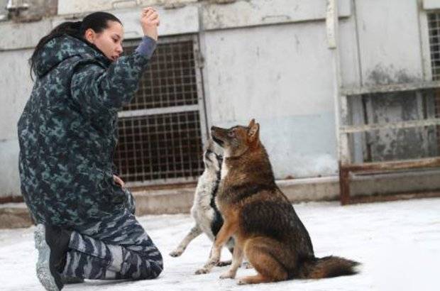 Шалайка (собака Сулимова) — описание, особенности новой породы в России