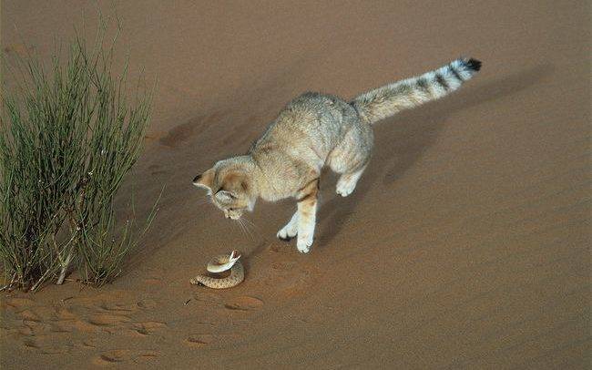 Барханный кот (барханная, песчаная кошка)