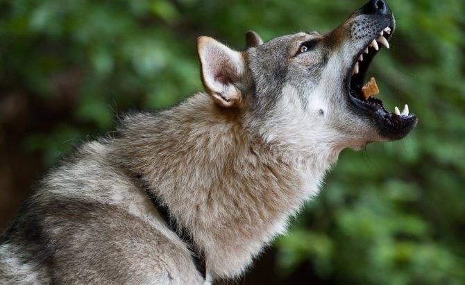 Как выглядят русские, юланские или сарлосские вольфхунды: характеристика породы