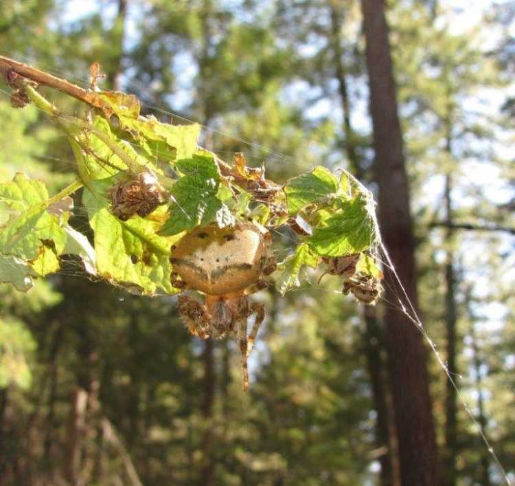 Интересные факты о пауках - анатомия, физиология, размножение, паутина