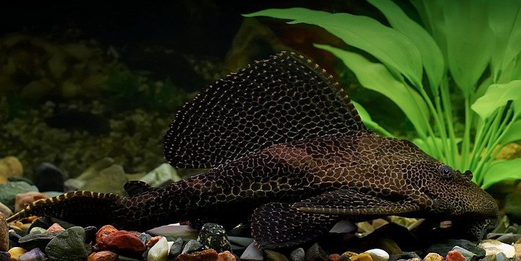 Парчовый сом (pterygoplichthys gibbiceps)