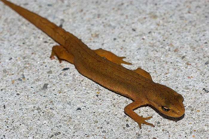 Гребенчатый тритон – особенности содержания в домашних условиях и рекомендации по питанию