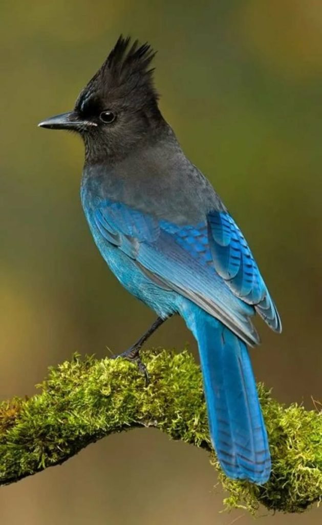 Сойка - описание птицы, чем питается и где обитает