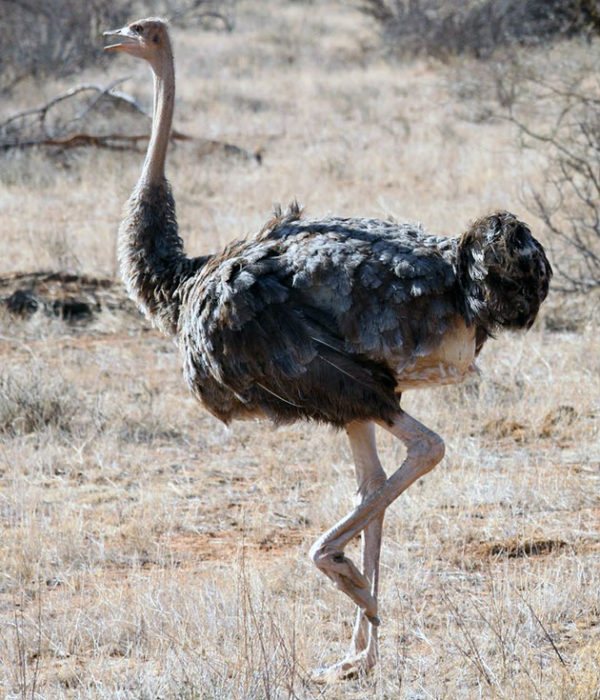 Страус эму: описание внешнего вида, характера, нюансов разведения