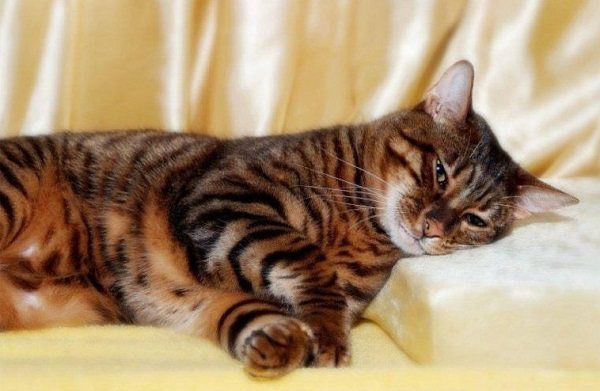 Да, это тигр, только маленький