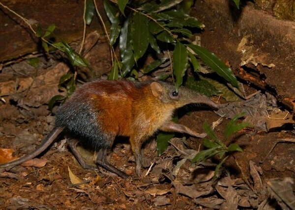 Да, на милого пёсика эта штука точно не похожа...