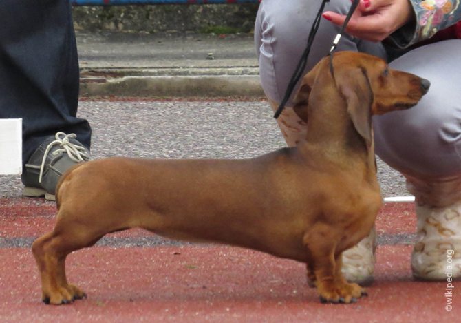 Особенности карликовой и кроличьей разновидности такс