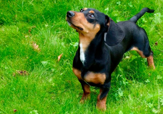 Особенности карликовой и кроличьей разновидности такс