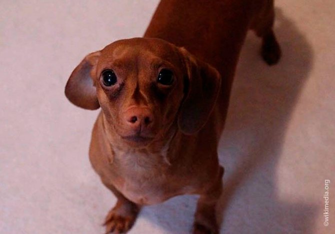 Особенности карликовой и кроличьей разновидности такс