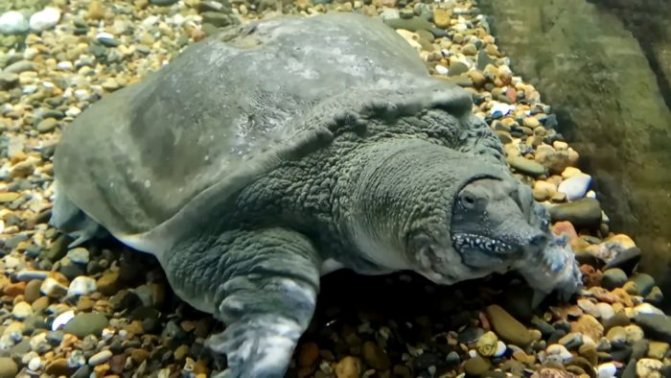 Китайская черепаха Трехкилевая (Трионикс) - содержание в домашних условиях