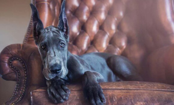 Немецкий дог: породный характер и описание.