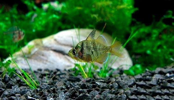 Стеклянный окунь (цветная, индийская, прозрачная, окрашенная аквариумная рыбка чанга ранга): содержание, совместимость, разведение (размножение), фото Стеклянный окунь (цветная, индийская, прозрачная, окрашенная аквариумная рыбка чанга ранга): содержание, совместимость, разведение (размножение), фото