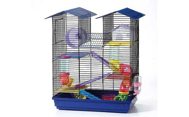 Белая мышь: особенности содержания