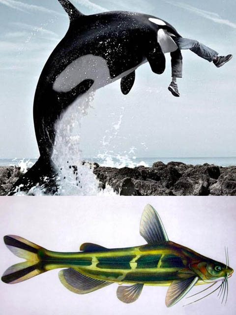 Дельфины: циничные убийцы, замаскированные под милых существ?