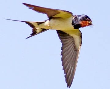 Дельфины: циничные убийцы, замаскированные под милых существ?