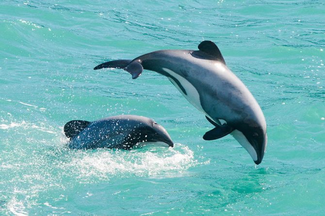 Дельфины Гектора Cephalorhynchus hectori