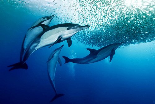 Дельфин-белобочка - самый обыкновенный дельфин?